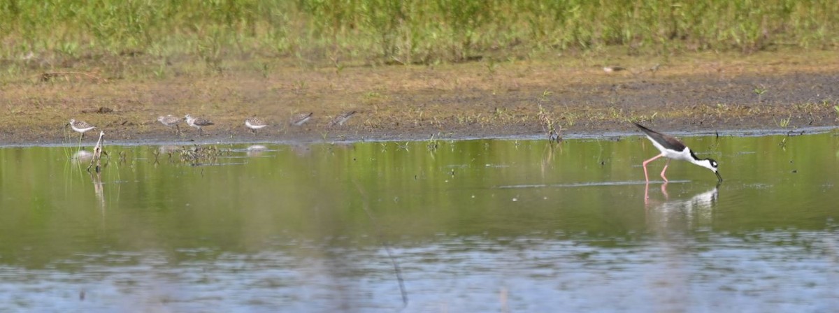 Black-necked Stilt - ML345922591