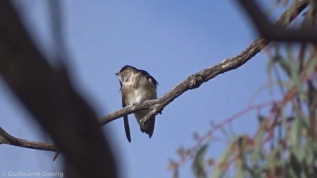 Golondrina Arborícola - ML345923541