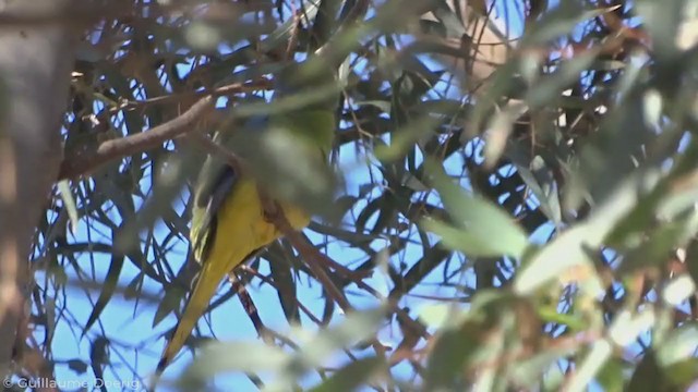 Turquoise Parrot - ML345926371