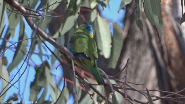 キキョウインコ - ML345926471