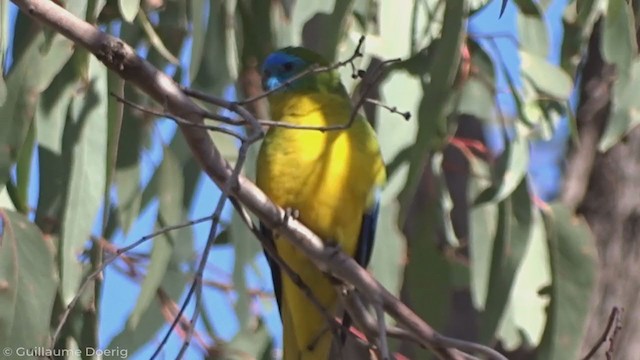 Turquoise Parrot - ML345926561