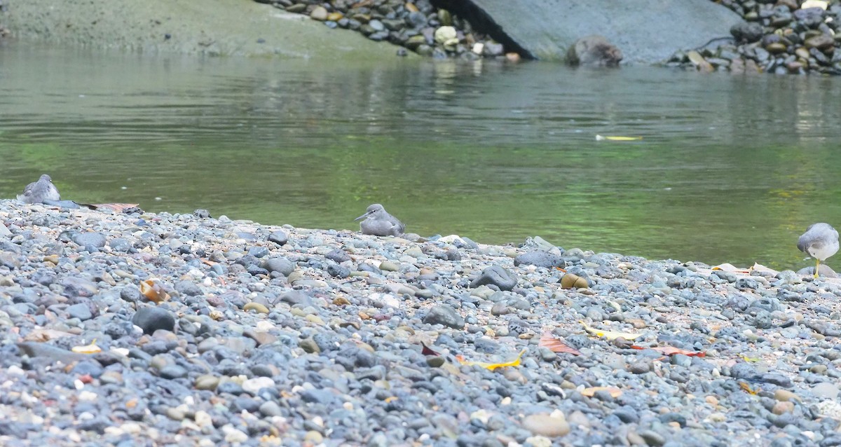 Wandering Tattler - Serge Arias