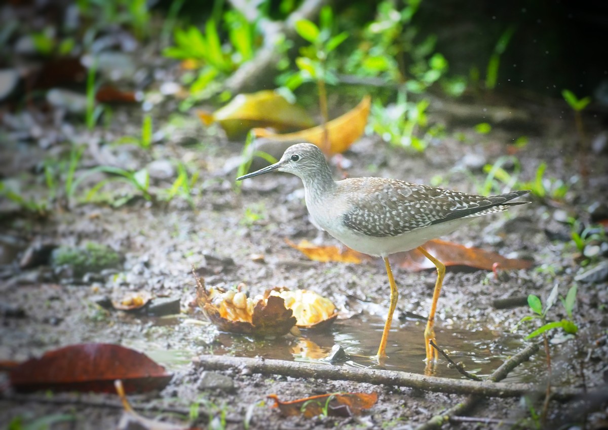 Lesser Yellowlegs - ML345927581