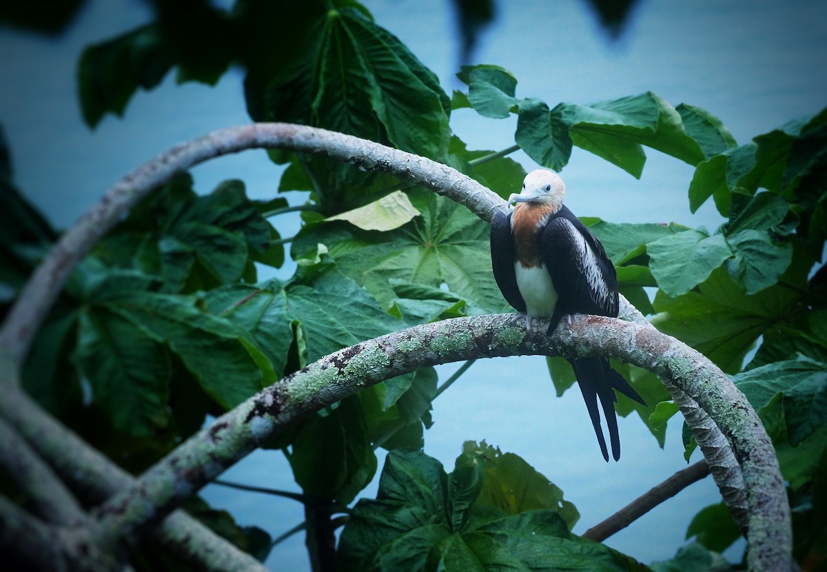 Great Frigatebird - ML345927651