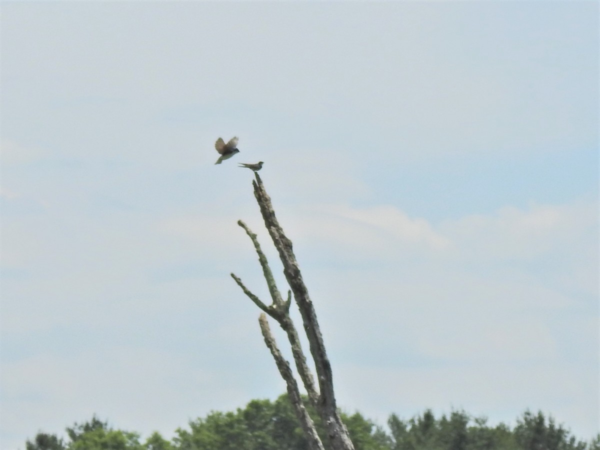 Tree Swallow - ML345927901