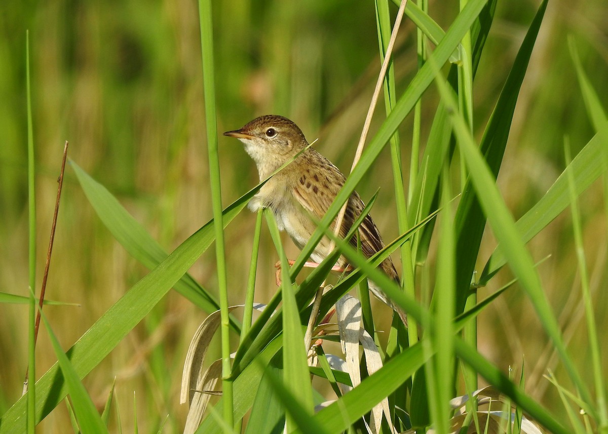 Common Grasshopper Warbler - ML345929341