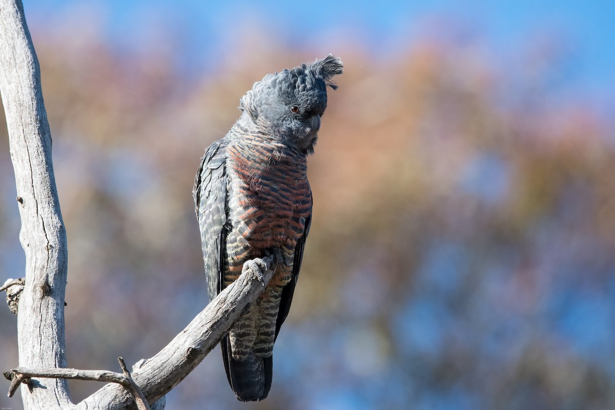 Gang-gang Cockatoo - ML345929381