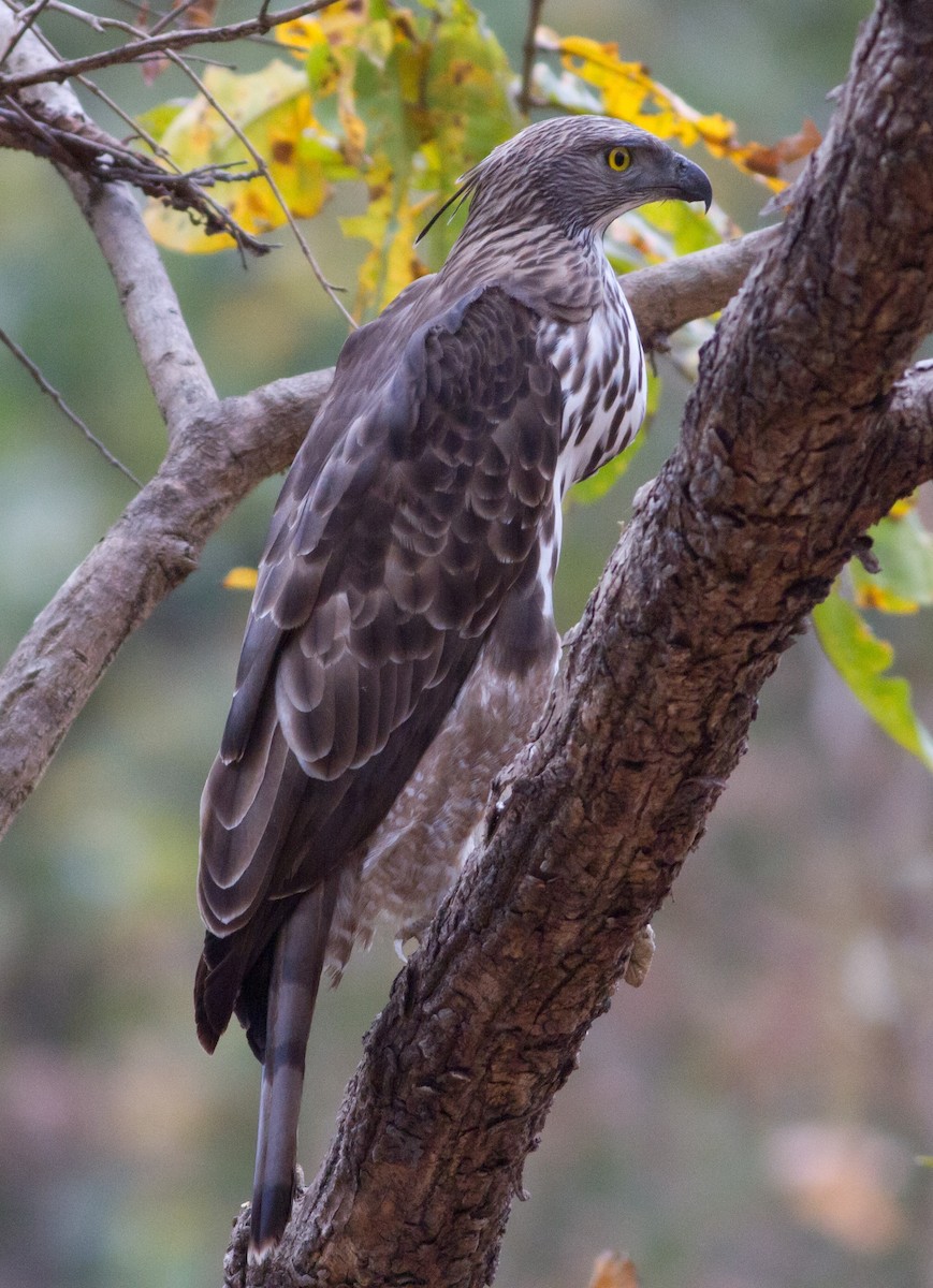Changeable Hawk-Eagle (Crested) - Shankar Tiwari