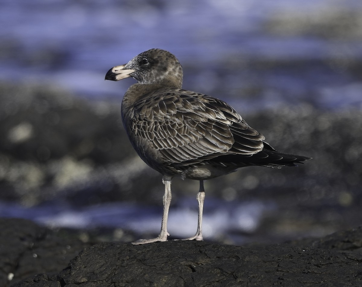 Pacific Gull - Steven McBride