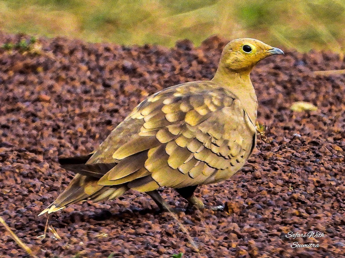 Chestnut-bellied Sandgrouse - ML345933481