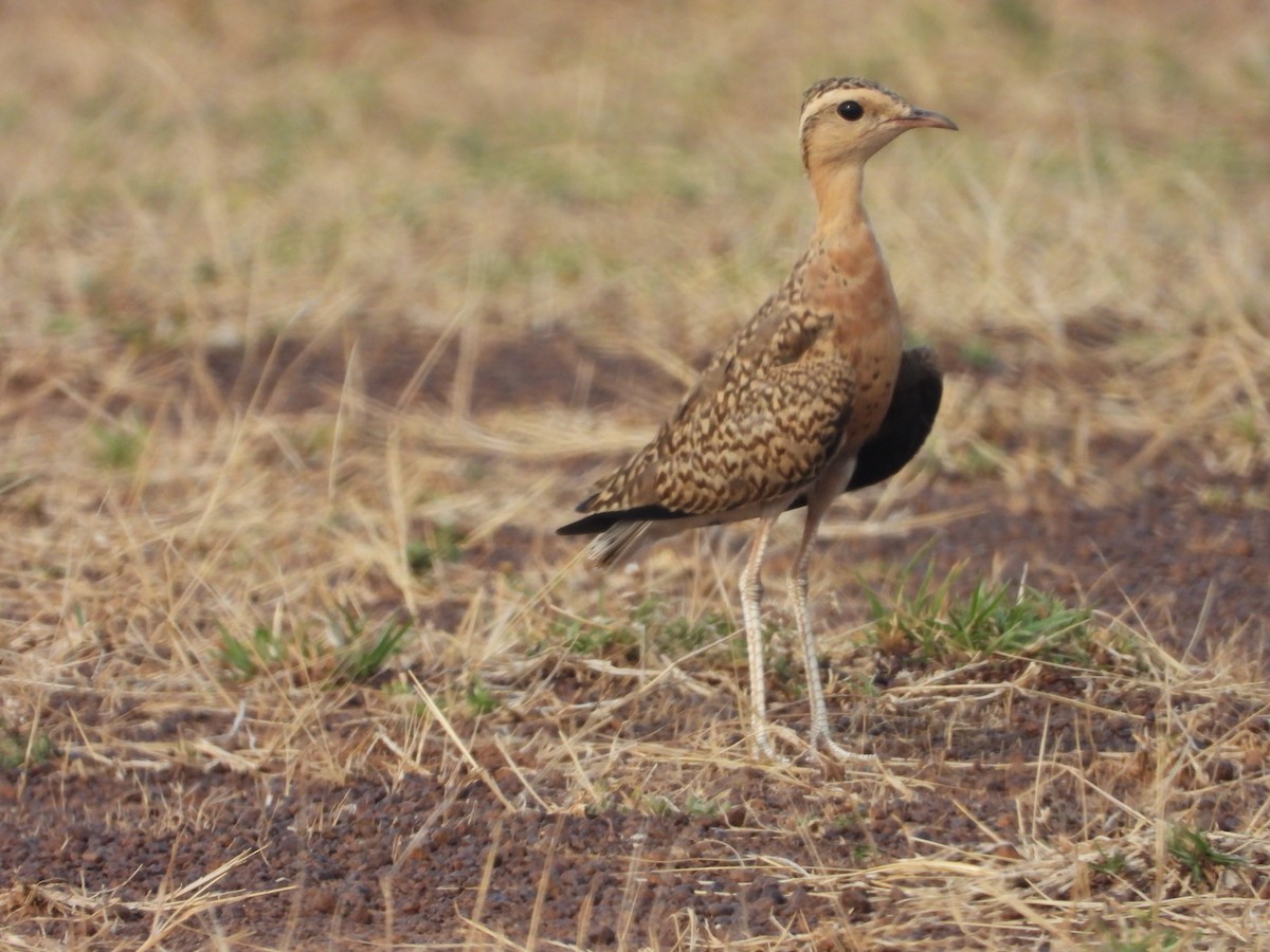 Indian Courser - Soumitra shesh  Arya