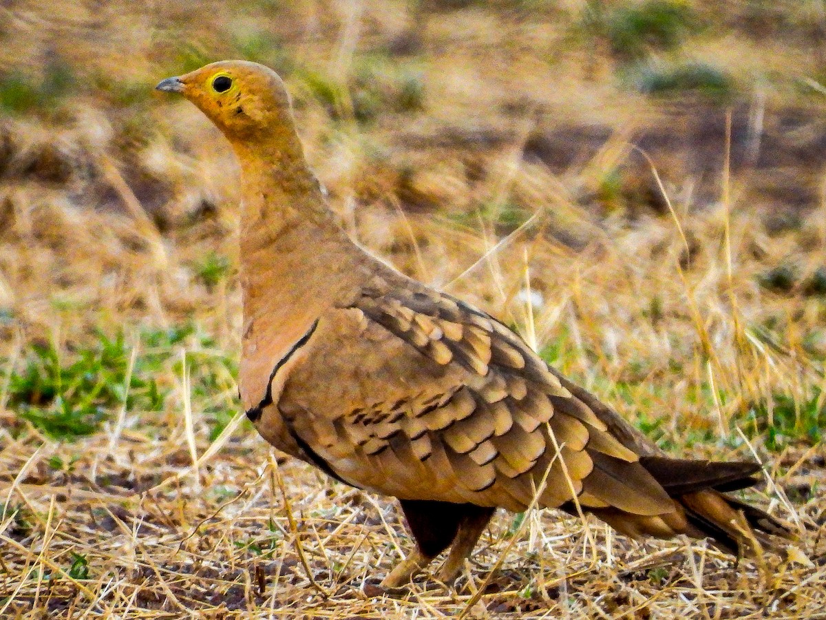 Chestnut-bellied Sandgrouse - Soumitra shesh  Arya