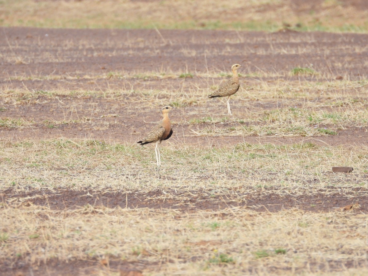 Indian Courser - Soumitra shesh  Arya