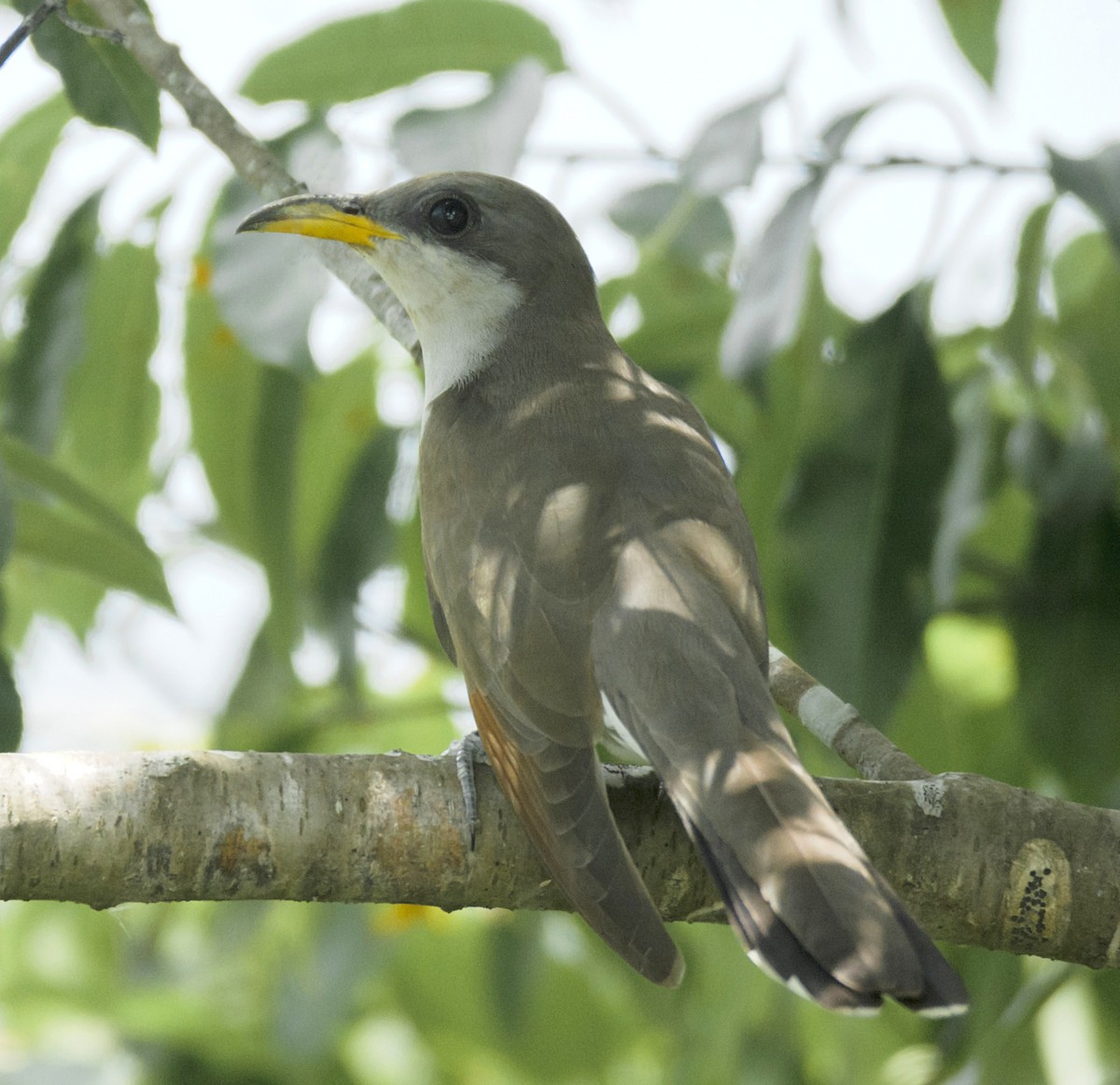 Yellow-billed Cuckoo - ML345934231