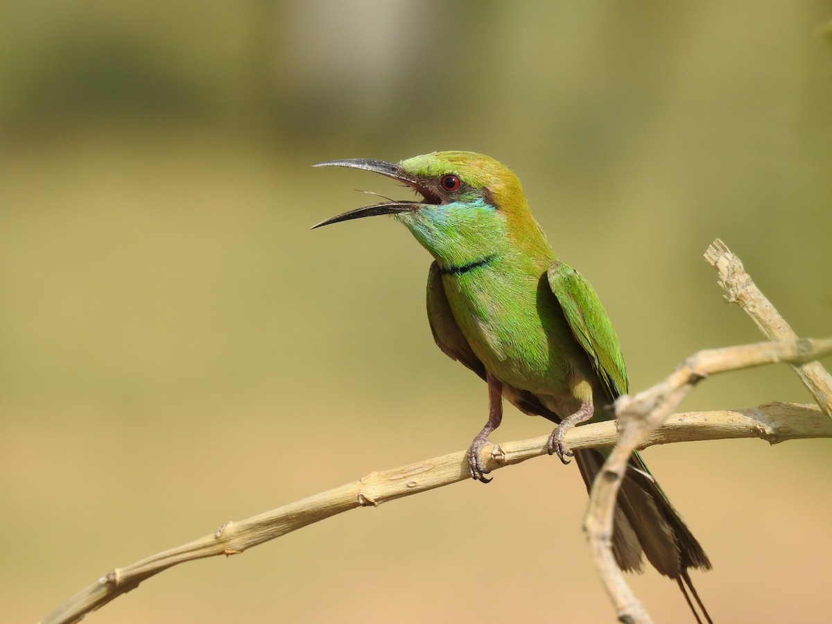 Asian Green Bee-eater - ML345935781
