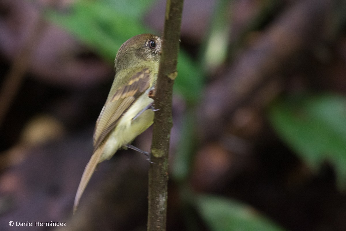 Sepia-capped Flycatcher - ML345937871