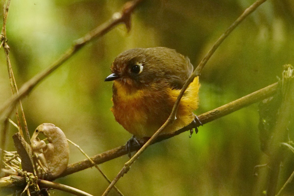 Leymebamba Antpitta - ML345938281