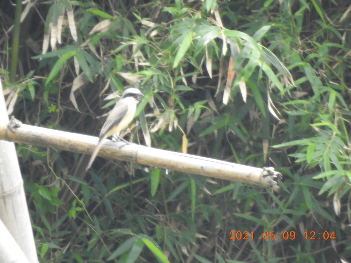 Brown Shrike - ML345938361