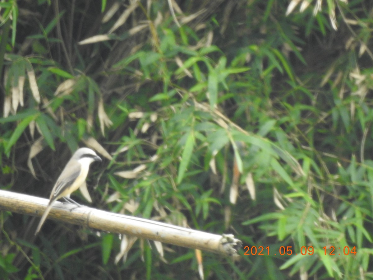 Brown Shrike - ML345938381