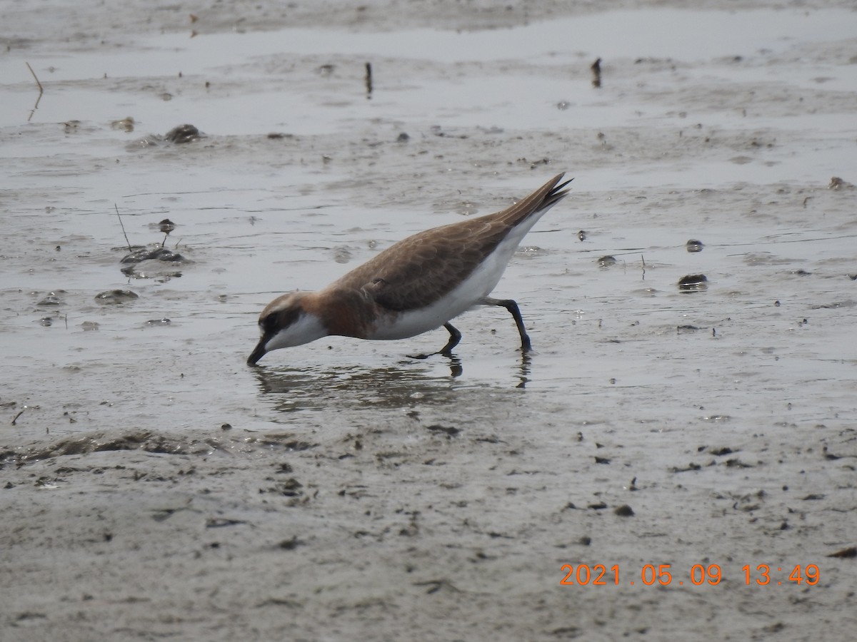 Siberian/Tibetan Sand-Plover - ML345939041