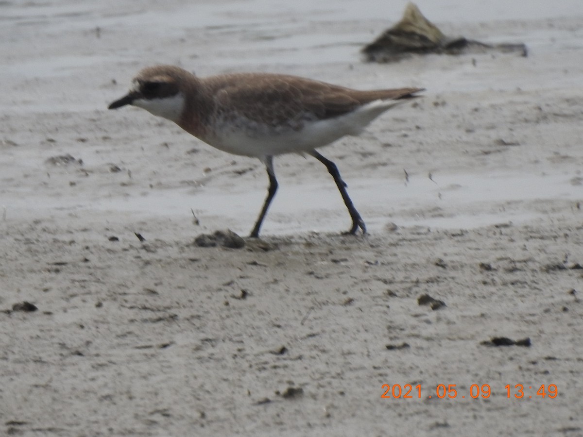 Siberian/Tibetan Sand-Plover - ML345939061