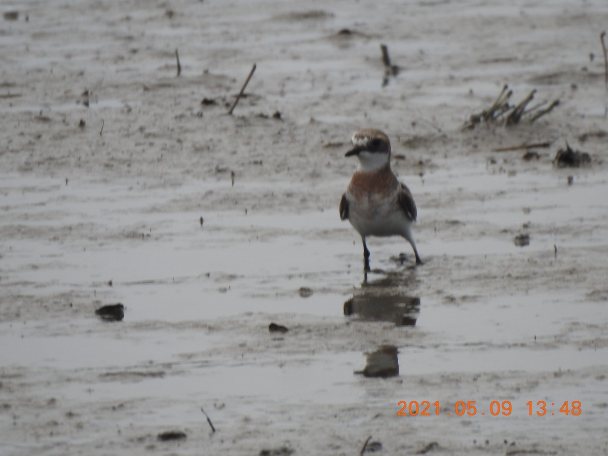 Siberian/Tibetan Sand-Plover - ML345939071