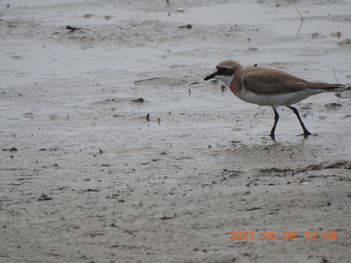 Siberian/Tibetan Sand-Plover - ML345939081