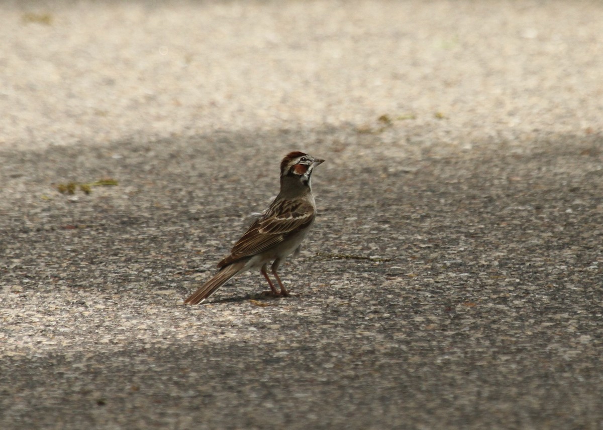 Lark Sparrow - ML345939221