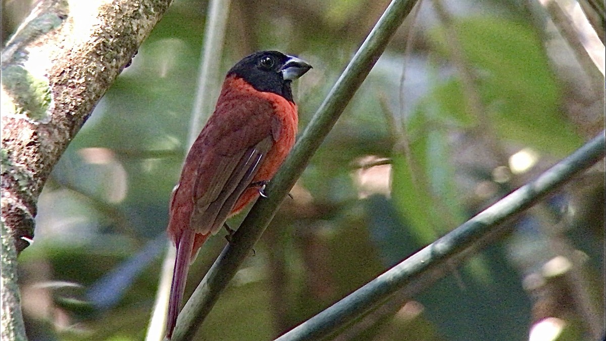 Red-and-black Grosbeak - Bruno Rennó