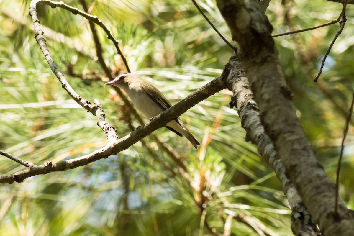 Red-eyed Vireo - ML345940861