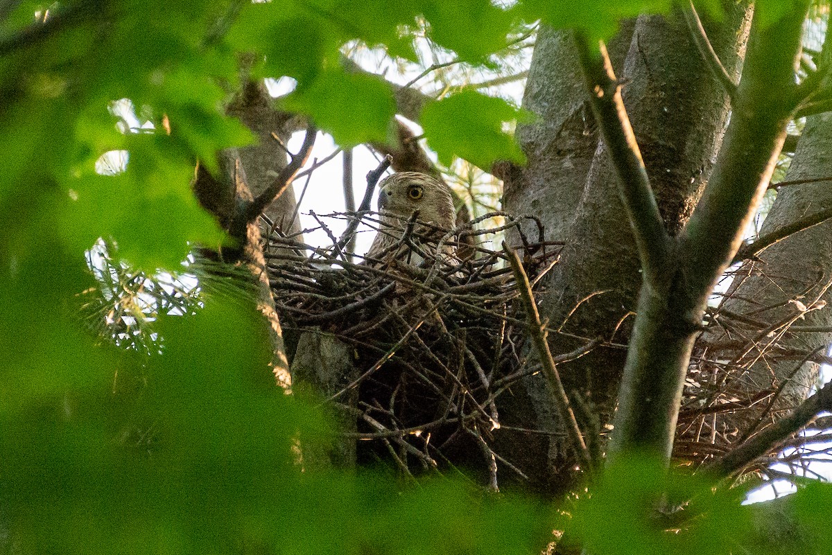 Cooper's Hawk - ML345940951