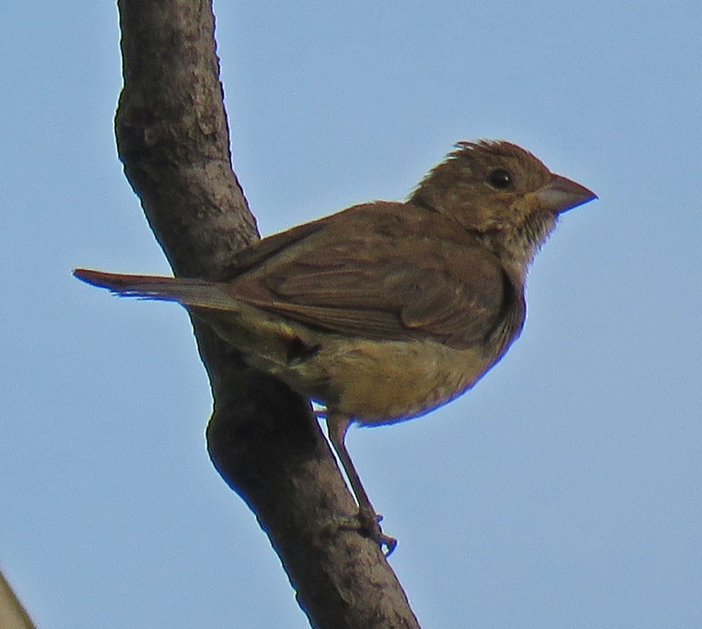 Indigo Bunting - Eric D Gyllenhaal