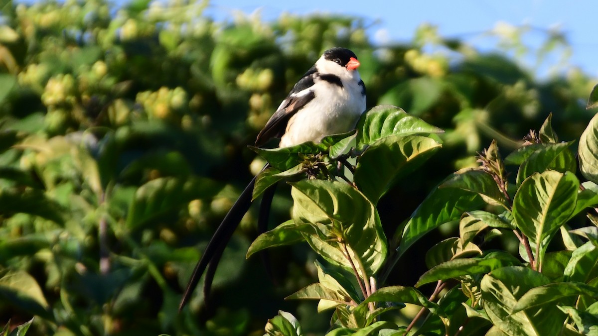 Pin-tailed Whydah - ML345941611