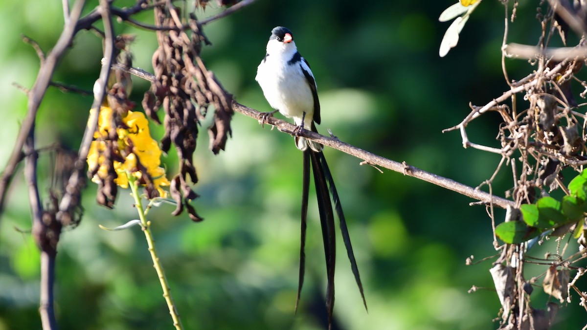 Pin-tailed Whydah - ML345941691