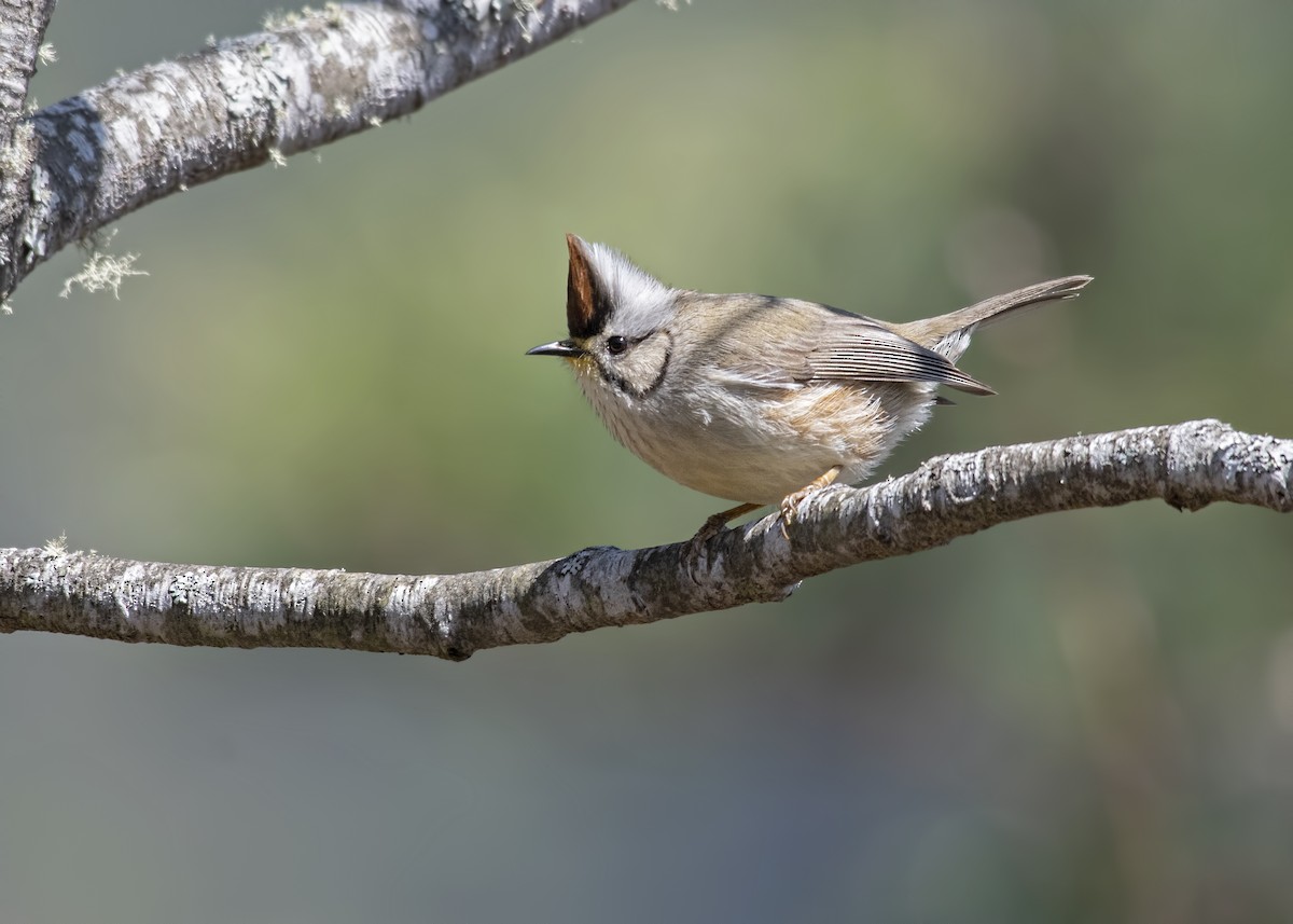 Taiwan Yuhina - Carl Giometti 🍹