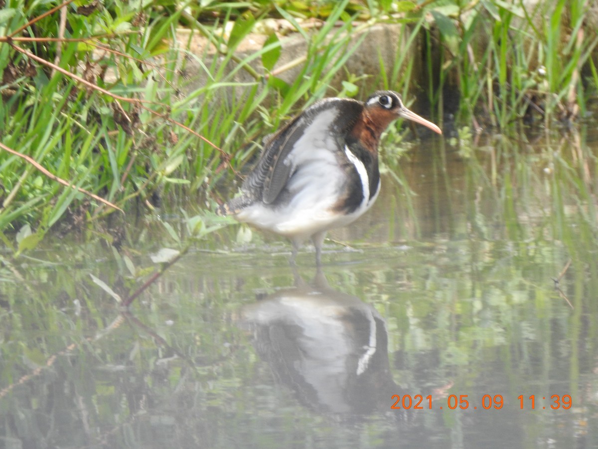 Greater Painted-Snipe - ML345942281