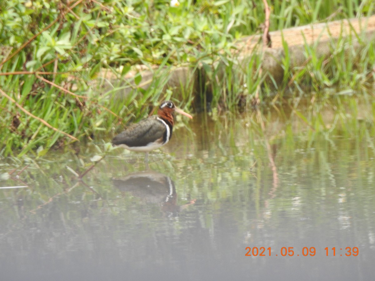 Greater Painted-Snipe - ML345942341