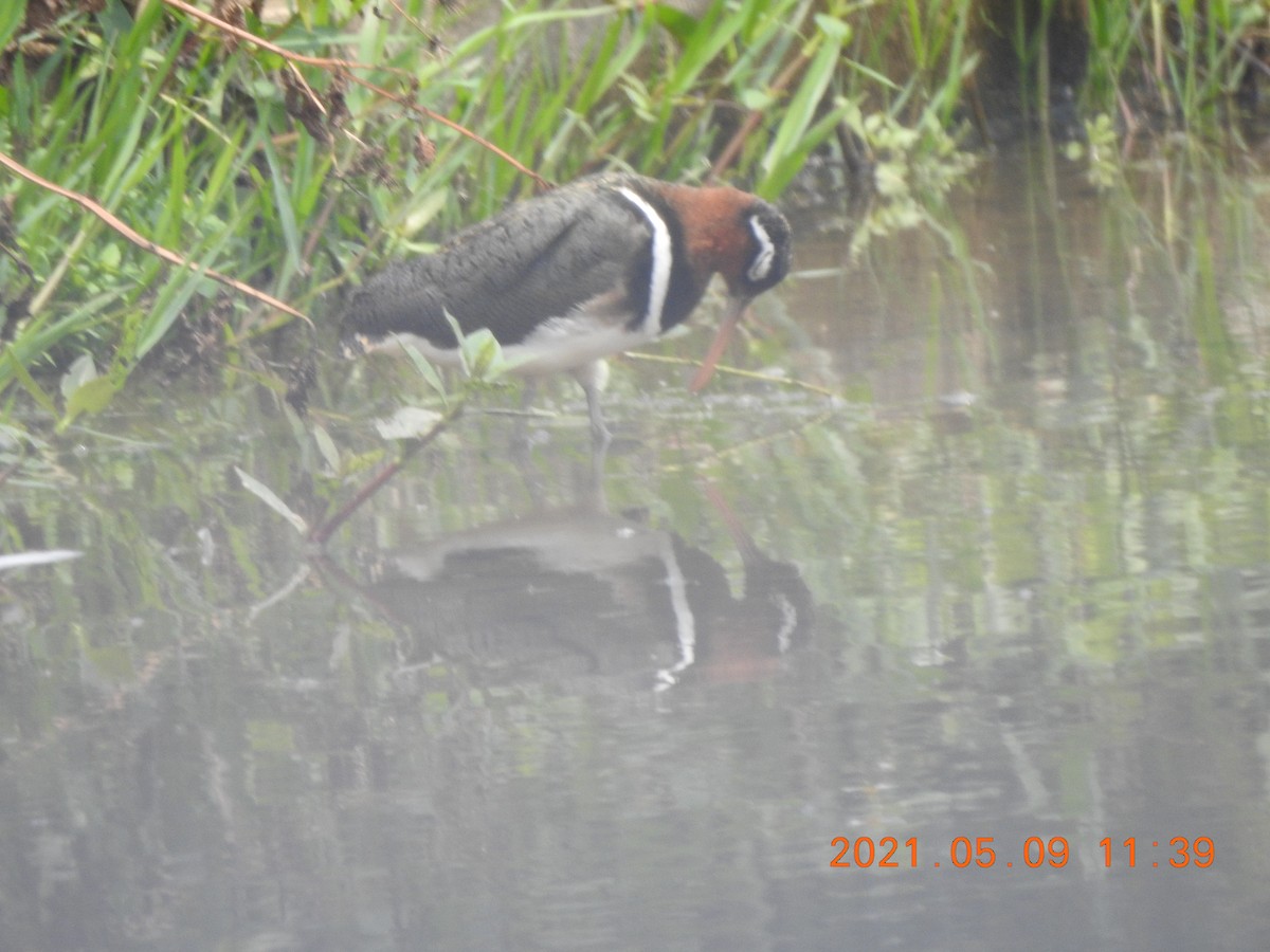 Greater Painted-Snipe - ML345942361