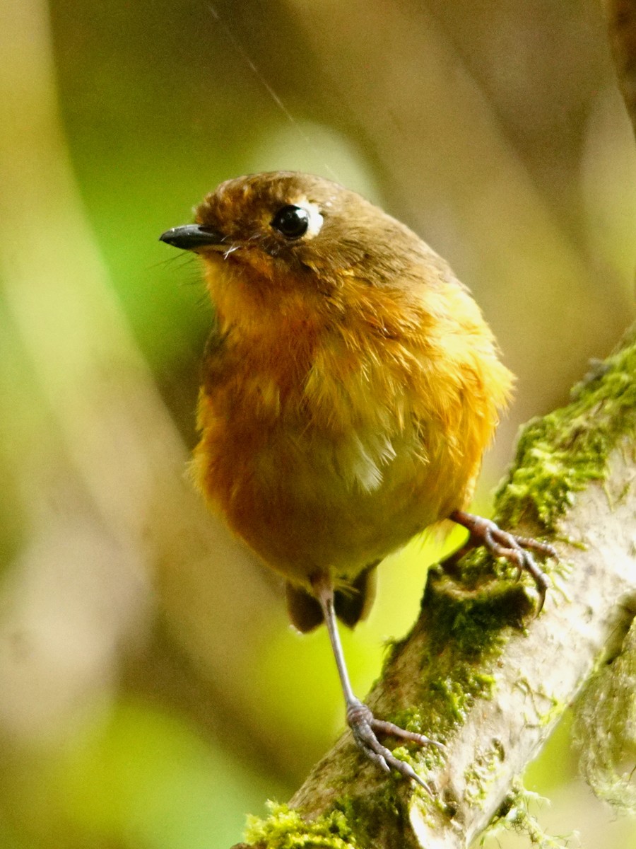 Leymebamba Antpitta - ROYAL FLYCATCHER /Kenny Rodríguez Añazco