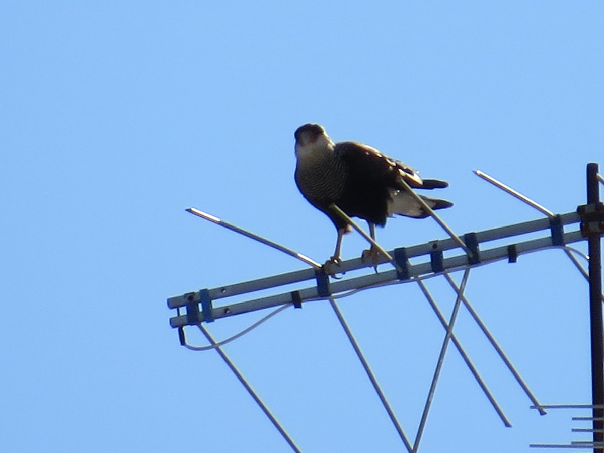 Crested Caracara (Southern) - Clarisse Odebrecht