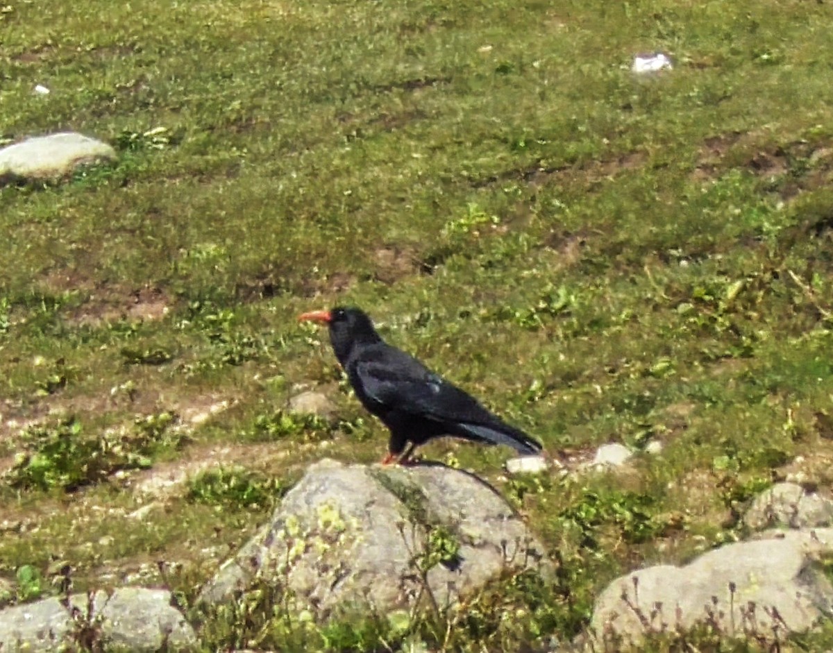 Red-billed Chough - ML345944941