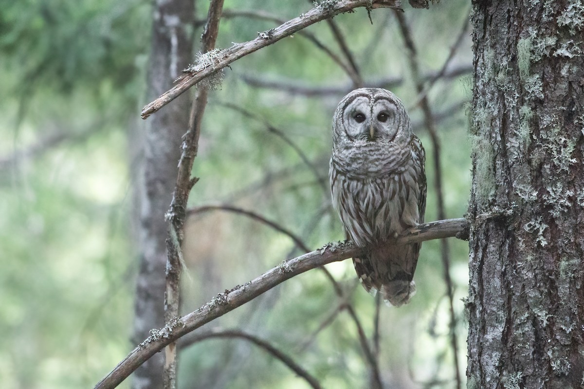 Barred Owl - ML345946281