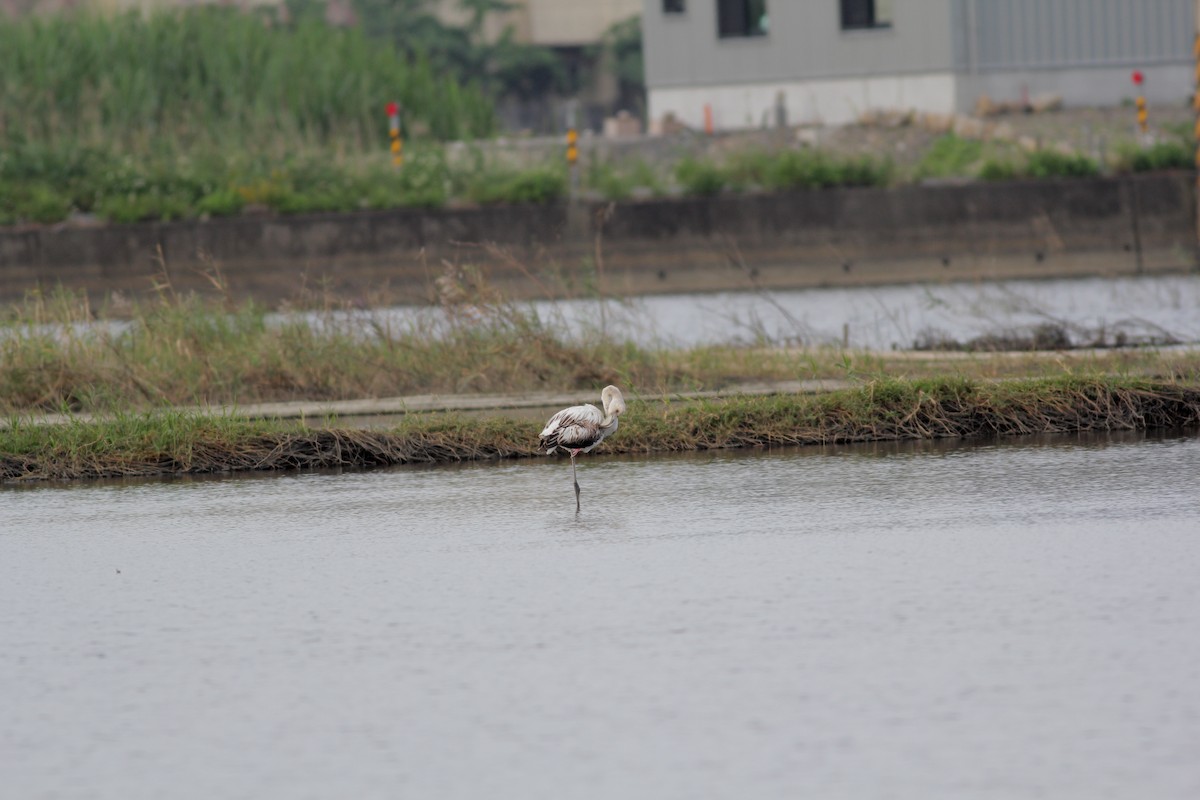 Flamant rose - ML345946481