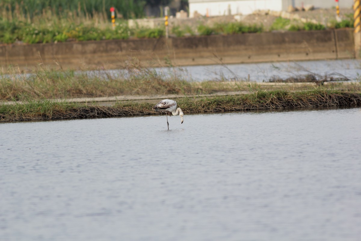 Flamant rose - ML345946501