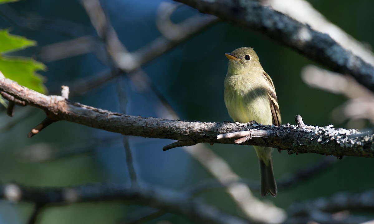 Yellow-bellied Flycatcher - ML34594651