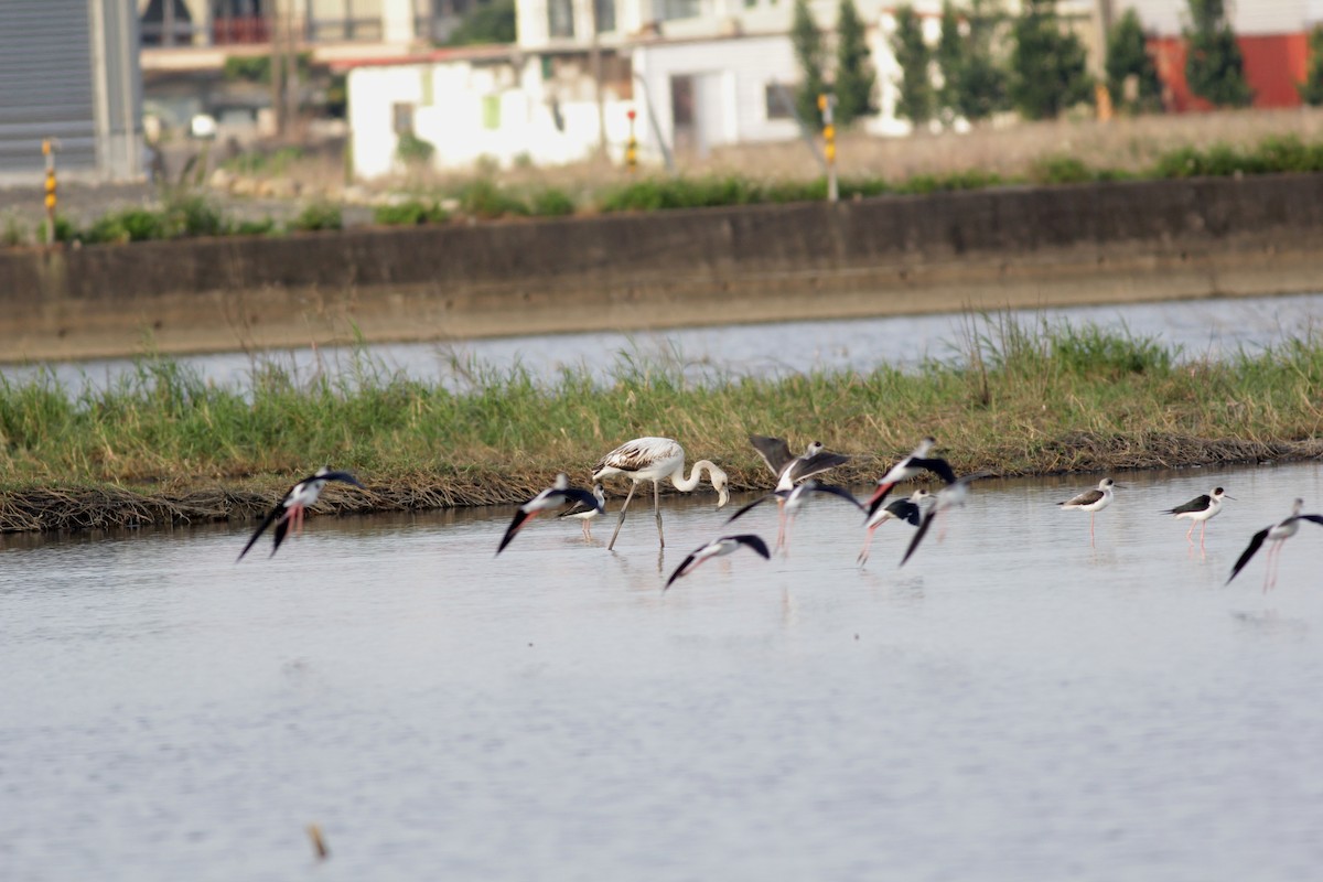 Flamant rose - ML345946541