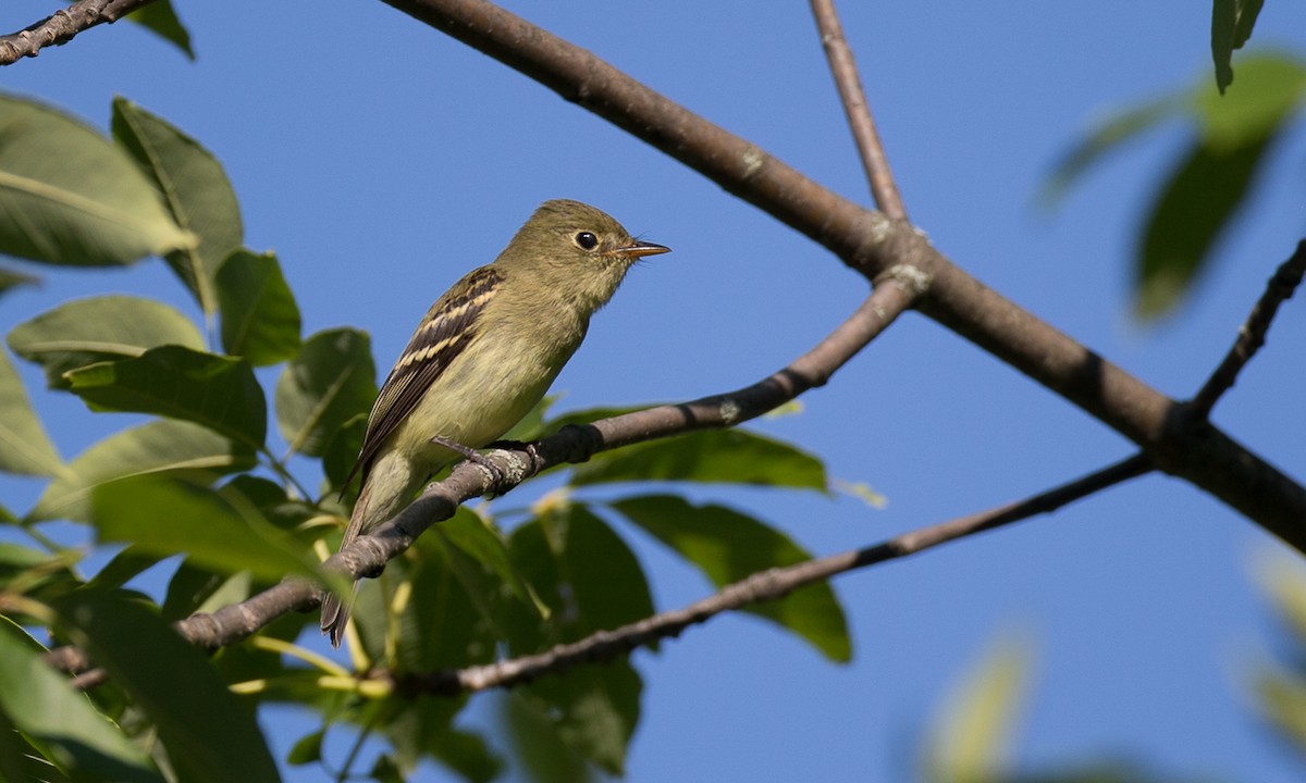 Yellow-bellied Flycatcher - Chris Wood