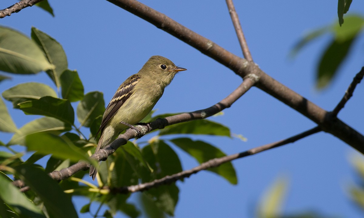 Yellow-bellied Flycatcher - ML34594671