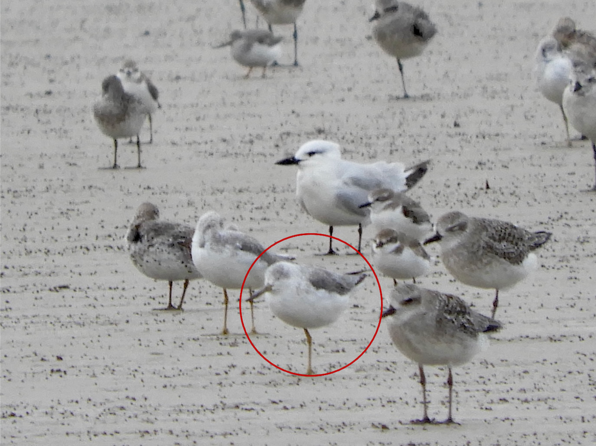 Nordmann's Greenshank - ML345948401