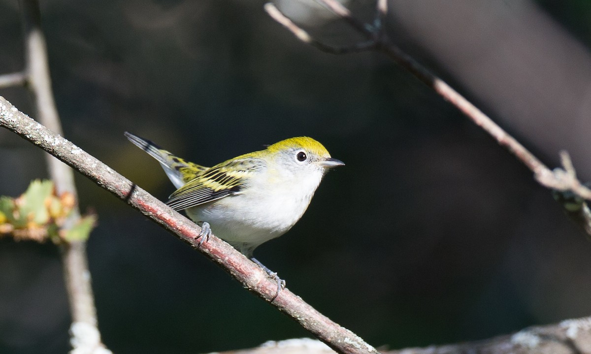 Chestnut-sided Warbler - ML34594841